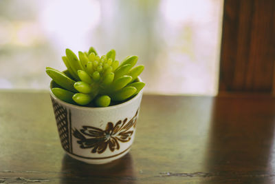 Close-up of potted plant on table