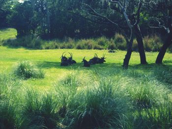 Trees on grassy field