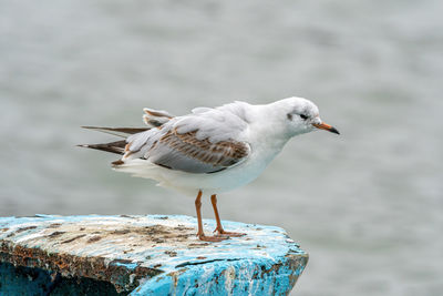 Close-up of seagull perching on metal