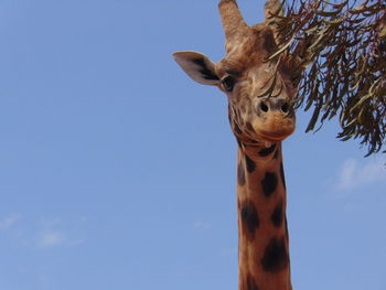 Low angle view of giraffe against blue sky