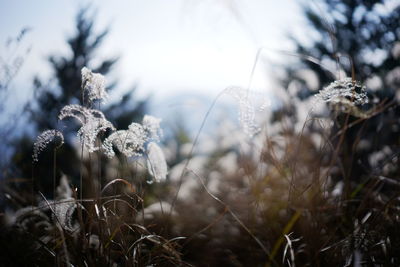 nature