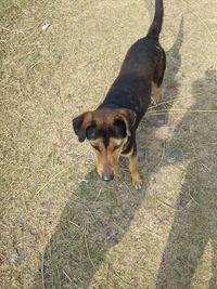 High angle view of dog on field