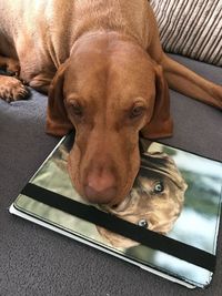 Close-up portrait of dog resting