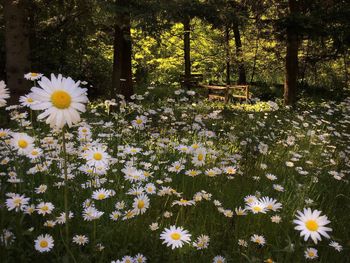 Daisies blooming in park