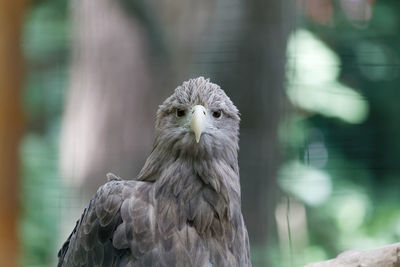 Close-up portrait of owl against blurred background