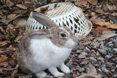 Close-up of an animal on land