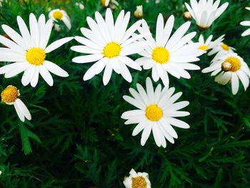 Close-up of white daisies blooming outdoors