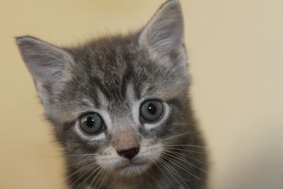 Close-up portrait of cat