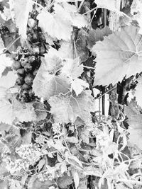 Close-up of dry leaves on field during winter