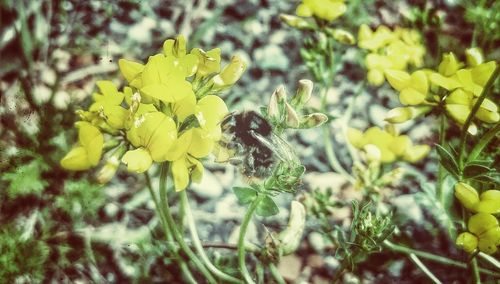 Close up of yellow flowers