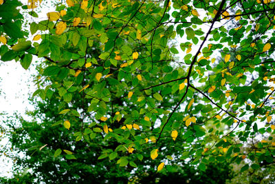 Low angle view of leaves on tree