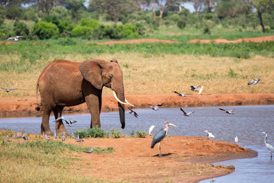 View of elephant in shallow water