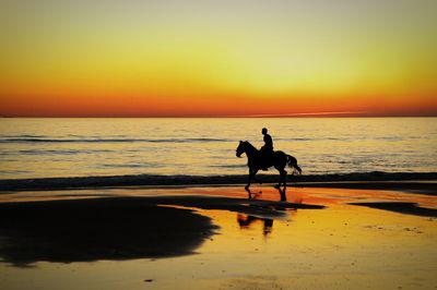 Silhouette man riding horse on shore at beach during sunset