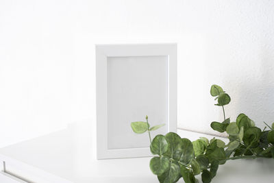 Close-up of potted plant against white wall