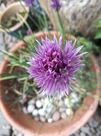 Close-up of purple flower