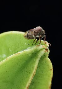 Close-up of insect on leaf against black background