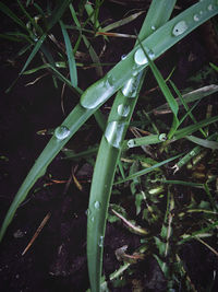 High angle view of dew on grass