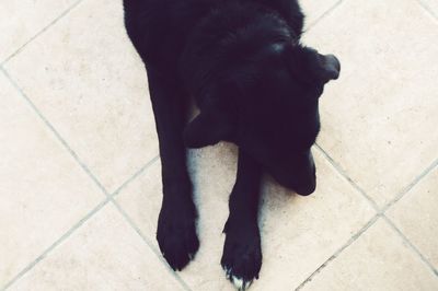 High angle view of black dog
