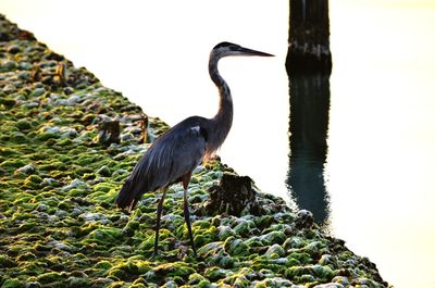 Bird perching on a lake