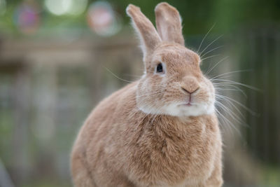 Close-up of a rabbit