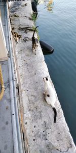 High angle view of a dog in water