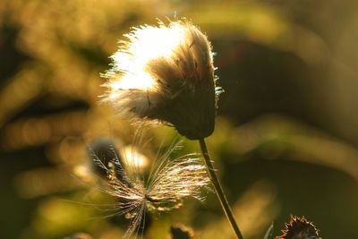 Close-up of dandelion on plant