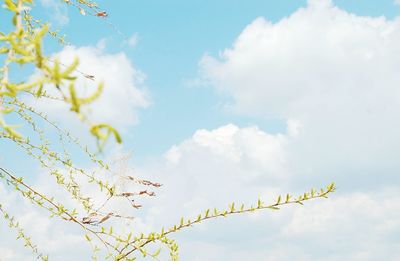 Low angle view of fresh flower tree against sky