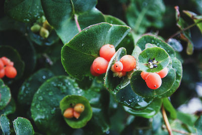 Close-up of red berries growing on plant