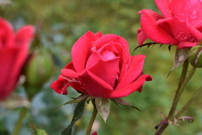 Close-up of pink rose