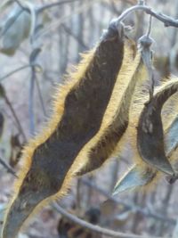 Close-up of plant hanging outdoors