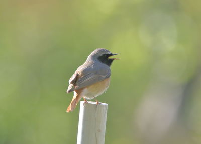 Close-up of bird perching on wooden post