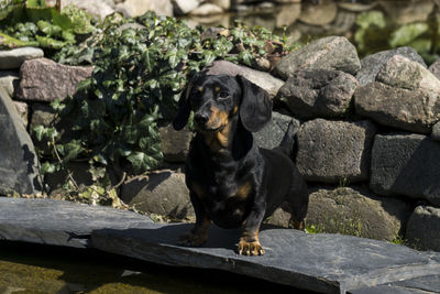 Close-up of black dog sitting on rock