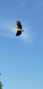 Low angle view of bird flying in sky