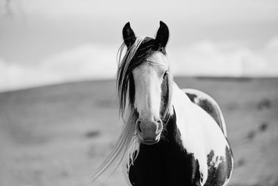 Close-up of horse on field