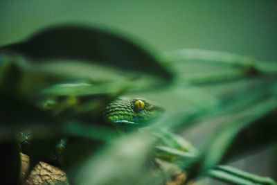 Close-up of insect on leaf