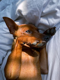 Close-up of a dog lying on bed