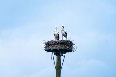 Low angle view of birds perching on nest