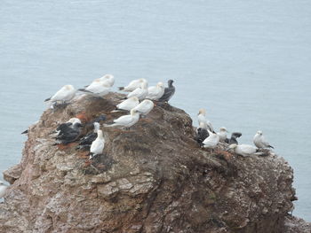 Bird perching on water