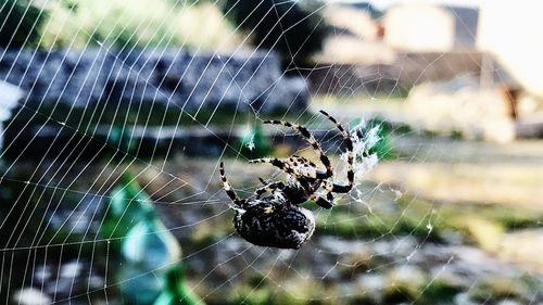 Close-up of spider on web