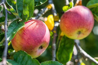 Close-up of apple growing on tree
