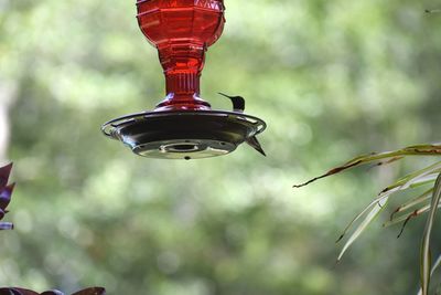 Low angle view of hummingbird on feeder