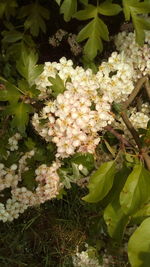 Close-up of white flowering plants