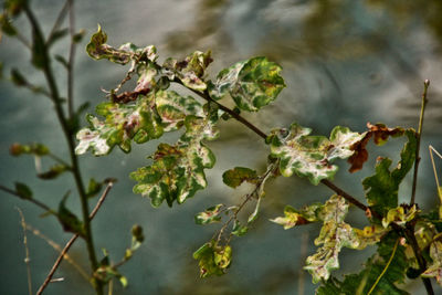 Close-up of plant against tree