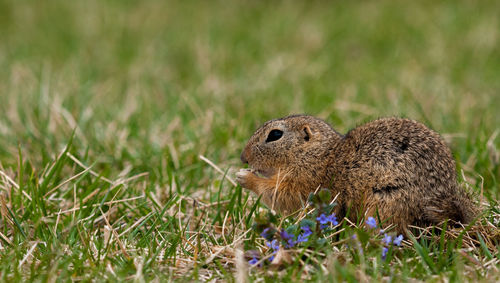 Close-up of squirrel on grassy field