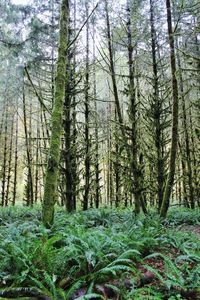 Trees in forest