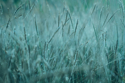 The green grass abstract can be used as a background.natural wallpaper and background