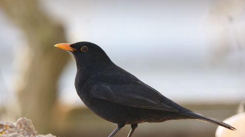 Close-up of bird perching