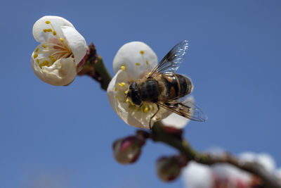 Close-up of bee pollinating flower