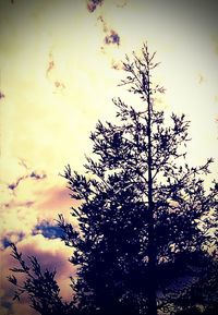 Low angle view of silhouette trees against sky