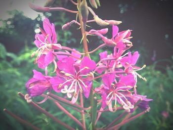 Close-up of pink flowers blooming outdoors